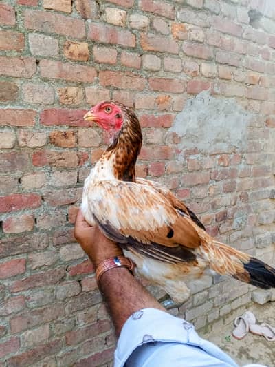 barmi female for sale