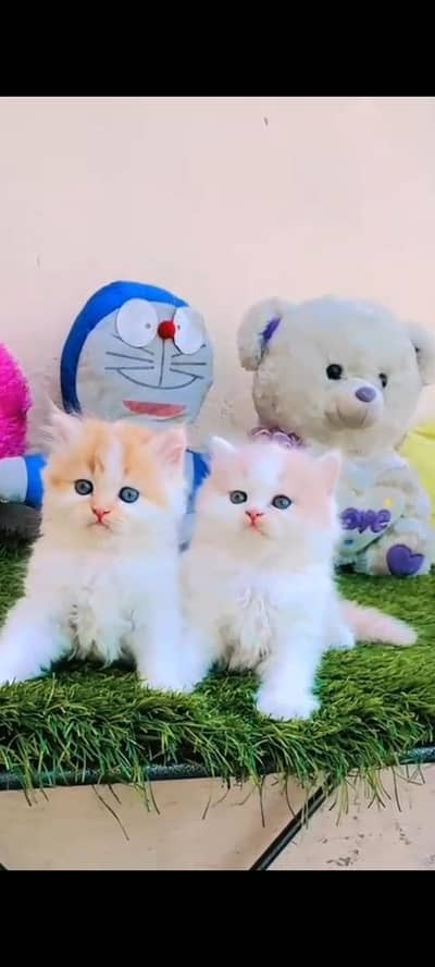 persian cat for sale MywatsapppNumber 0320-19-06-573