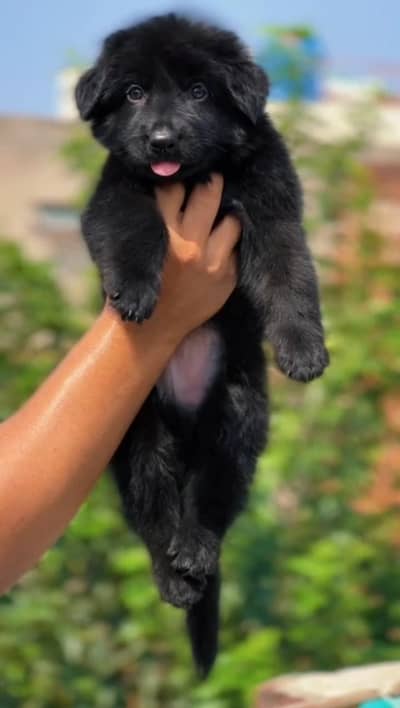 German shepherd male puppy
