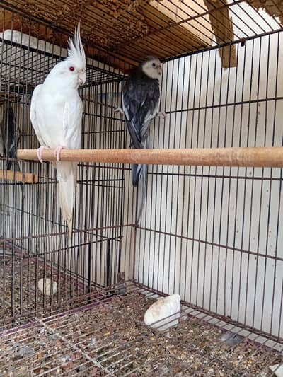 Healthy Adult Cockatiel Breeding Pair