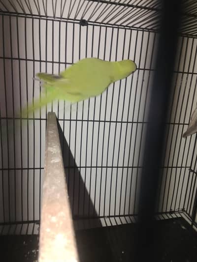 haldi parrot