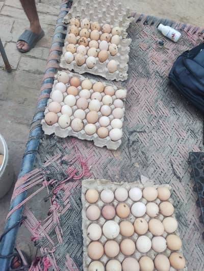 desi eggs