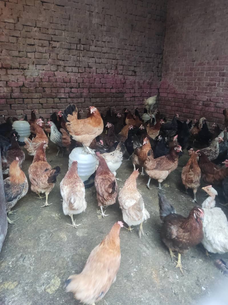 desi eggs 1