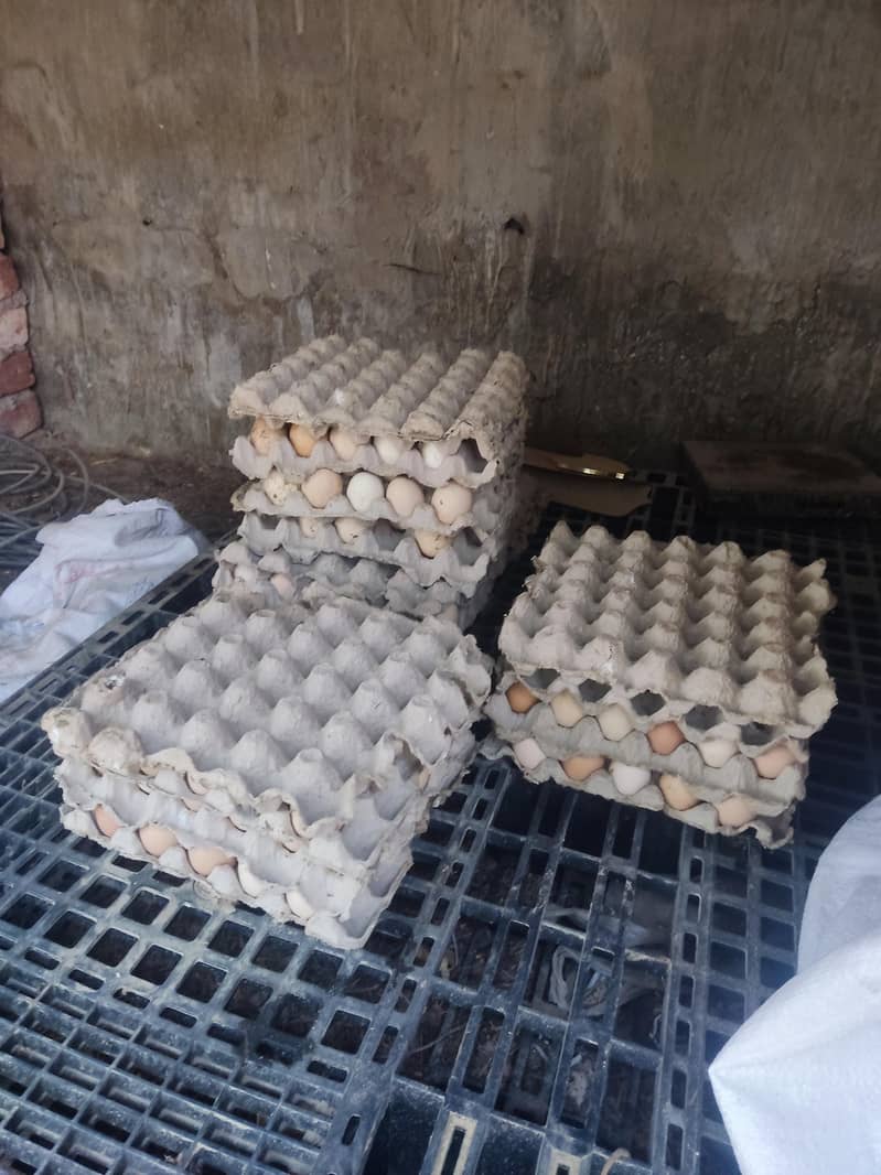 desi eggs 2