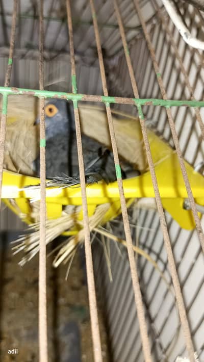 diamond dove