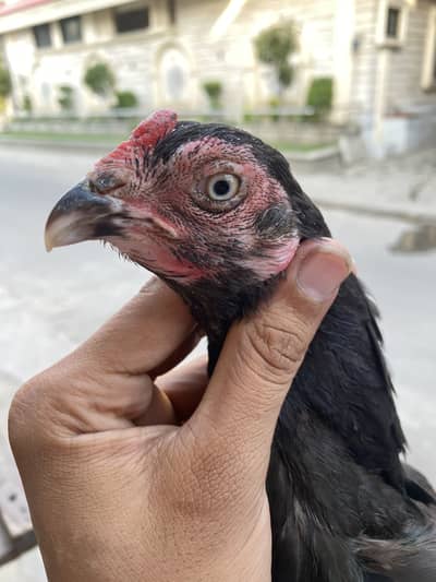 Amrohi madi forsale