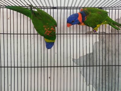 Lorikeet breeder pair