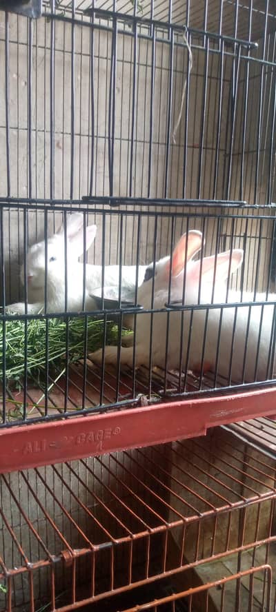 fancy rabbite male 2