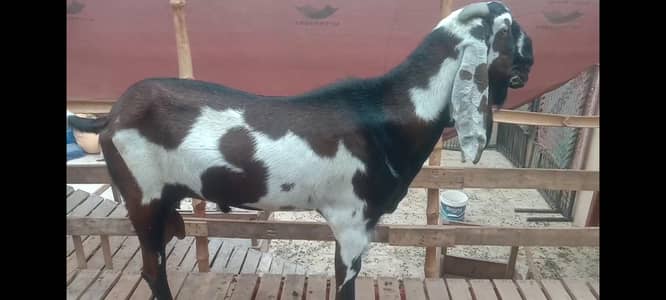 Best Quality Breader For Goats