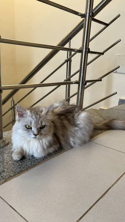 cats pair sale