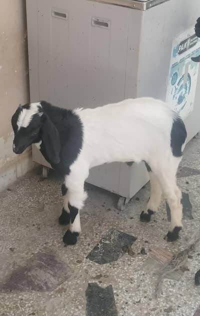 baby goat