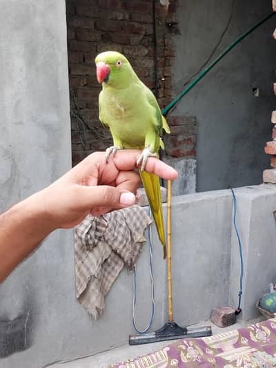 hand tham