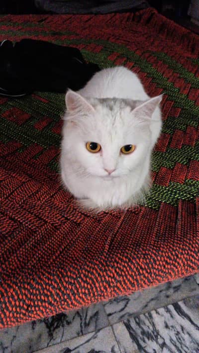 doll face white Persian cat urgent sale
