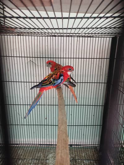 Rosella and lorikeet breeding pair