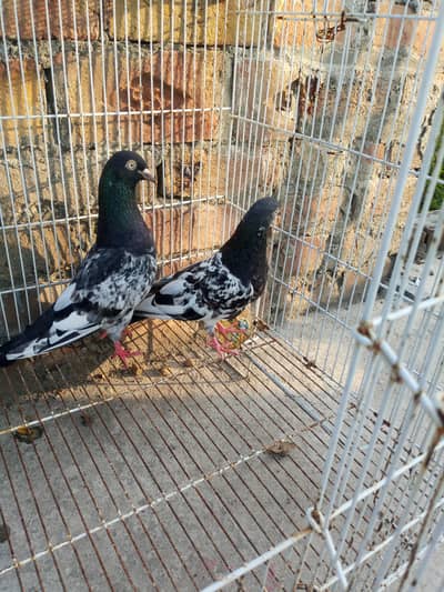 2 tady pair Andy becho ke garnti