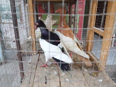 Kalay Desi Gandedar Pair