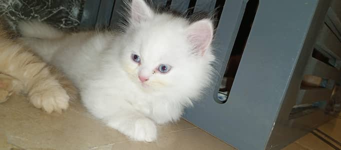 blue eyes Persian kittens