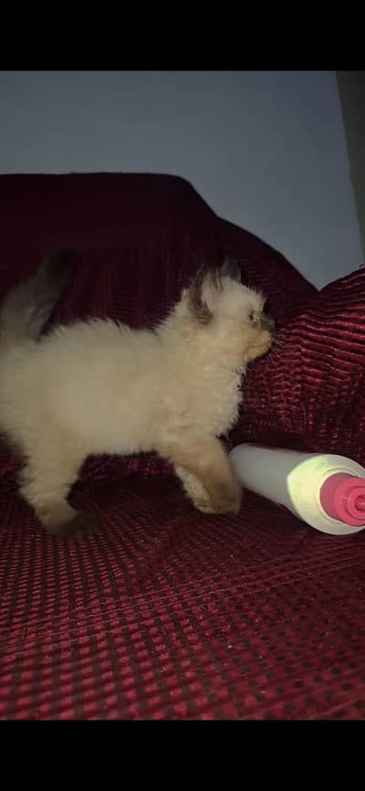 Home Breed Himalayan Mix Kittens  for sale