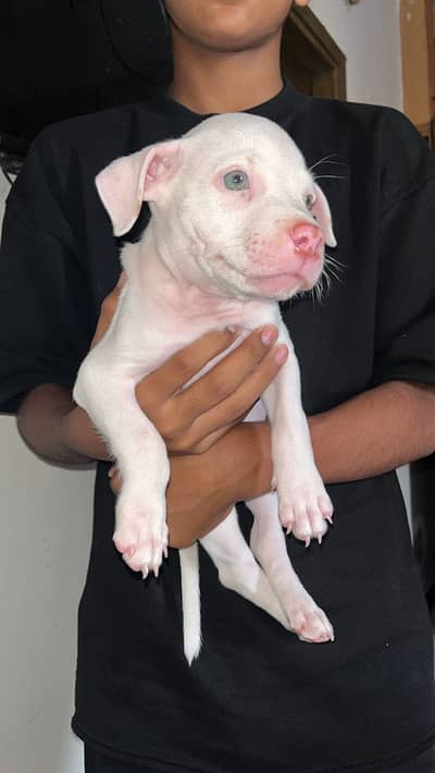 Pitbull puppy 53 days