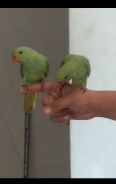 Hand Tame & Fly Tame Parrots Available | Ringneck, Kashmiri Pahari