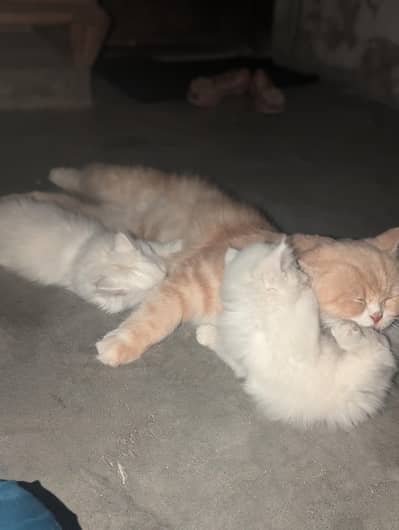 Extra long coat Persian cat