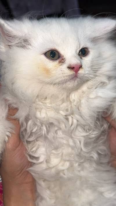 White cat female for sale