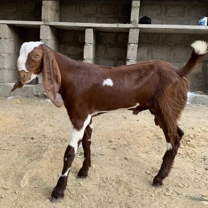 Bakra 0