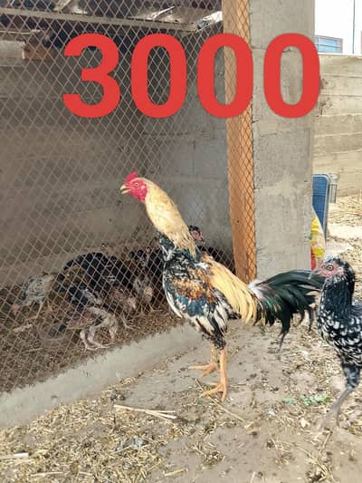 Aseel murghe or murghi with chicks