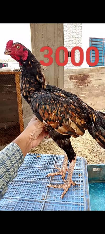 Aseel murghe or murghi with chicks