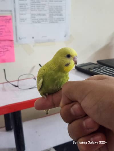selling budgie chick for handtame. not afraid of humans