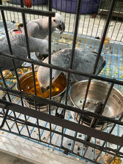 African grey parrot baby