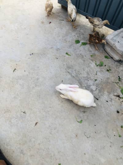 Rabbit pairs
