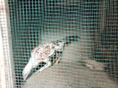 1 murga 3 murgi  for sell