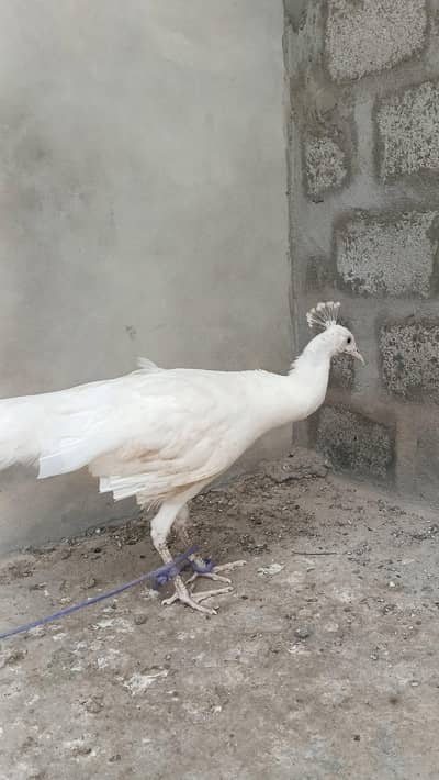 peacock for sale