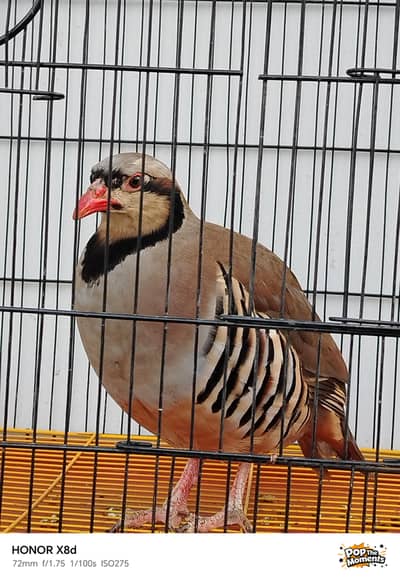 Bird for sale very active and healthy