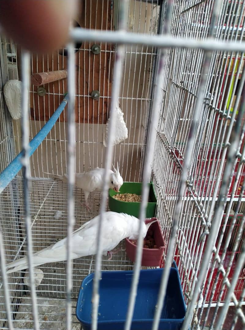 ENO breader pair 0
