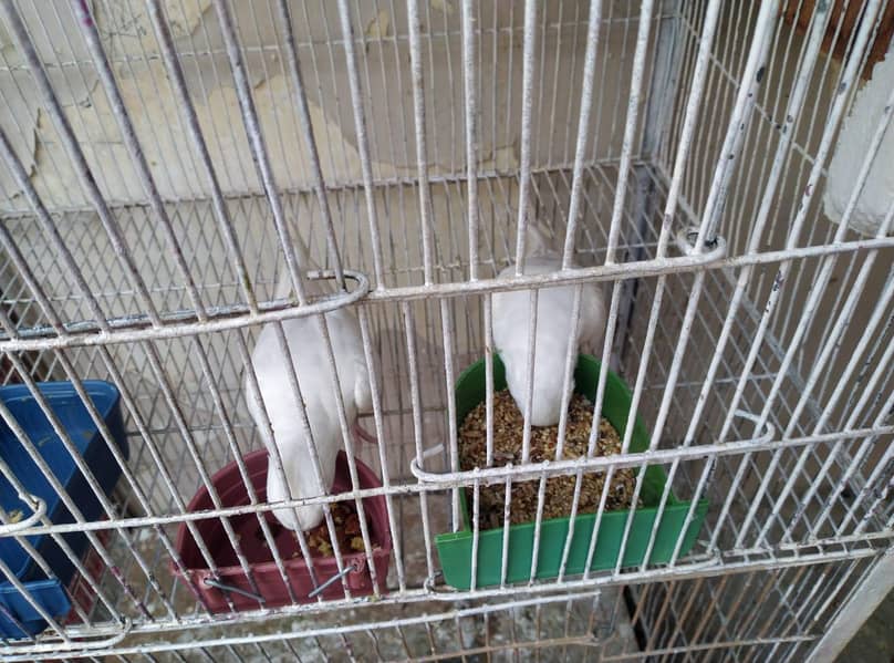 ENO breader pair 3