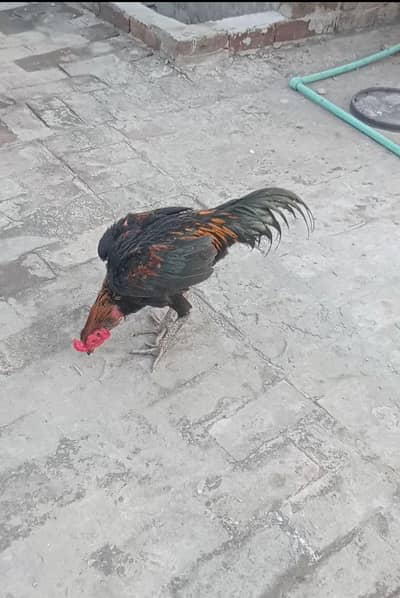 Black Bull Male For Sale urgent