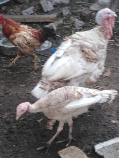 Turkey birds setup for sale