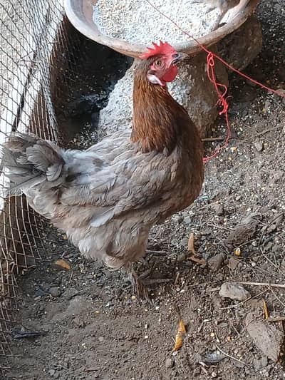 Chickens