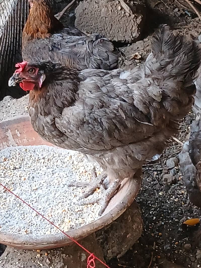Chickens 1
