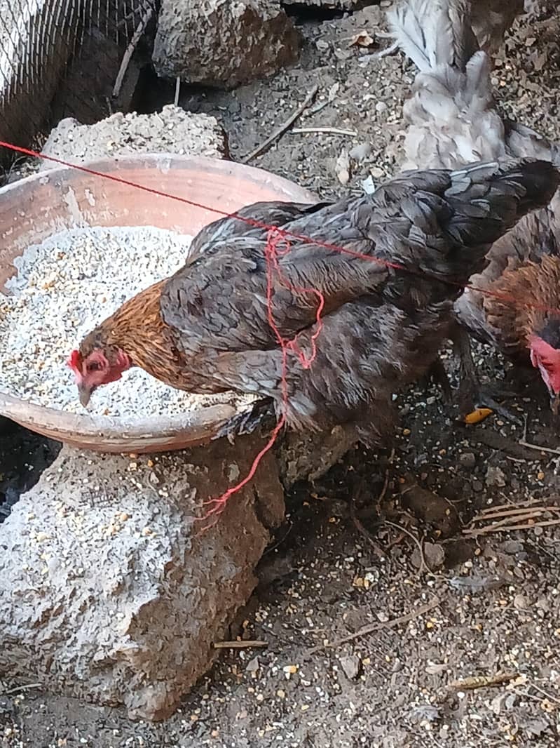 Chickens 2