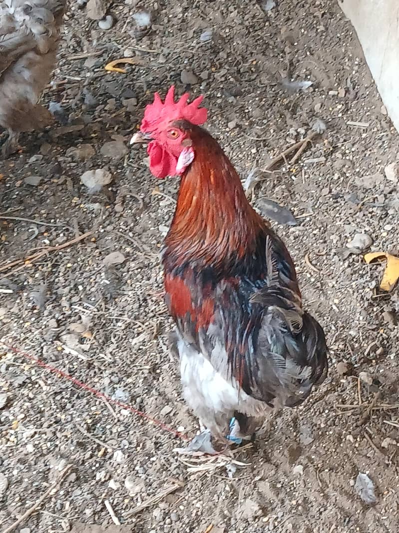 Chickens 3