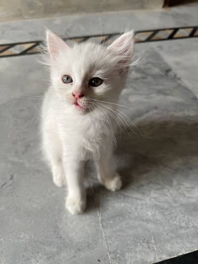 Persian Kittens Available for Sale