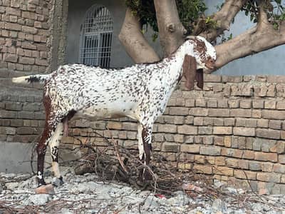ghaban bakri high quality