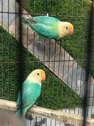 love birds 4 pairs and cages