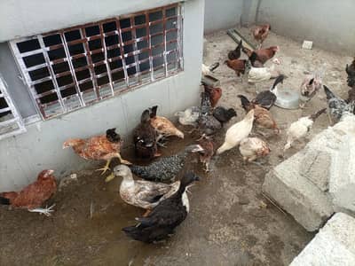 golden misri grown chicks for sale