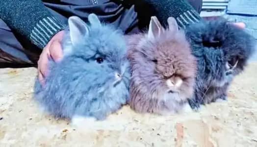 English Angola and lion bunnies available and white buff ki 2 females