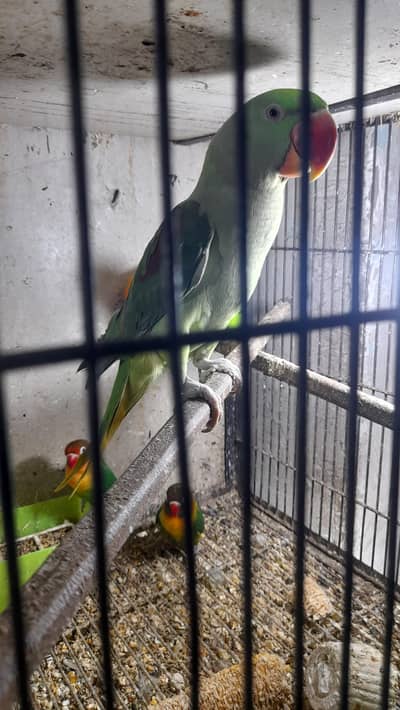 fully Tamed female availble