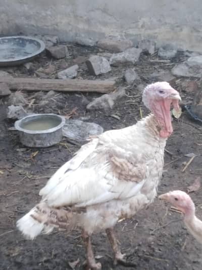 Turkey Fulk setup
